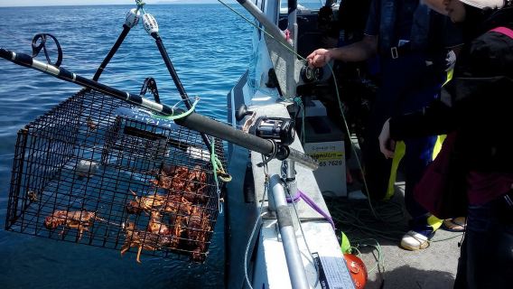 Kaikoura Deep Sea Fishing with Captain Melcome in New Zealand's South Island [Led by an Experienced Captain, Even Beginners Can Reel in Fish and Catch Giant Lobsters]