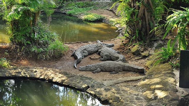 Mauritius Lavanel Crocodile Park + Big Wave Bay + Natural Bridge + Blue Bay 1-day tour