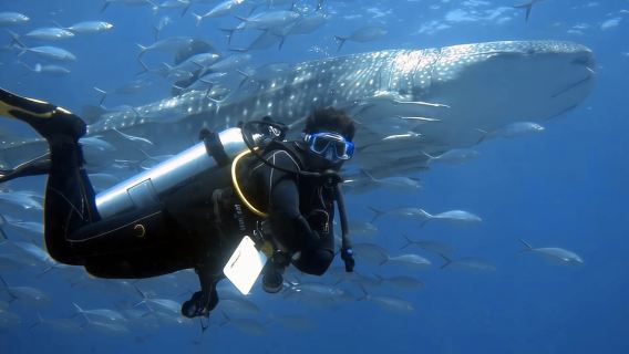 Tauchausflüge zu den Dimaniyat-Inseln