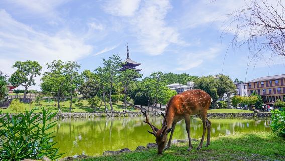 Nara Half Day Trip Walking Tour