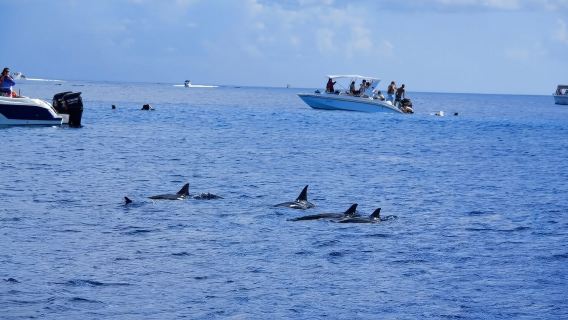 Mauritius Catamaran Dolphin Watching · Snorkeling and Swimming | Please consult customer support before placing an order