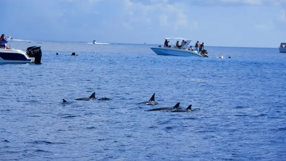Mauritius catamaran dolphin watching, snorkeling and swimming | Please consult customer service before placing an order