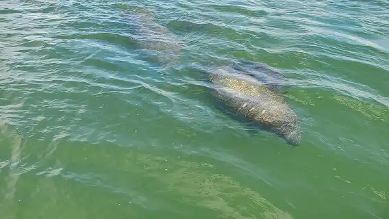 ทัวร์ชมโลมาและเที่ยวชมหาดฟอร์ตไมเออร์ส พร้อมอาหารว่าง