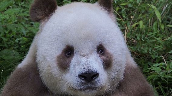 秦嶺四寶科學公園+終南山古樓觀一日遊【四寶萌趣，古樓問道】