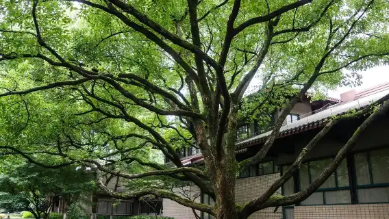 杭州南宋官窯博+2小時專屬導覽講解服務（可預約）