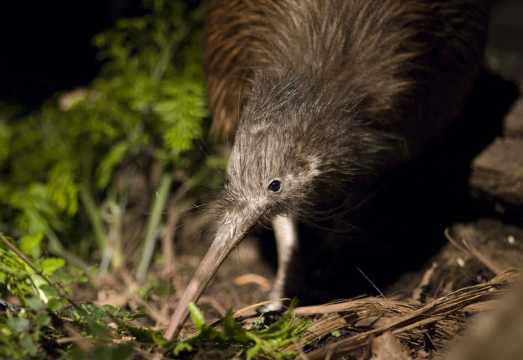 Christchurch: Orana Wildlife Park Admission