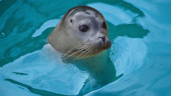 Blankenberge: SEA LIFE Entry Ticket