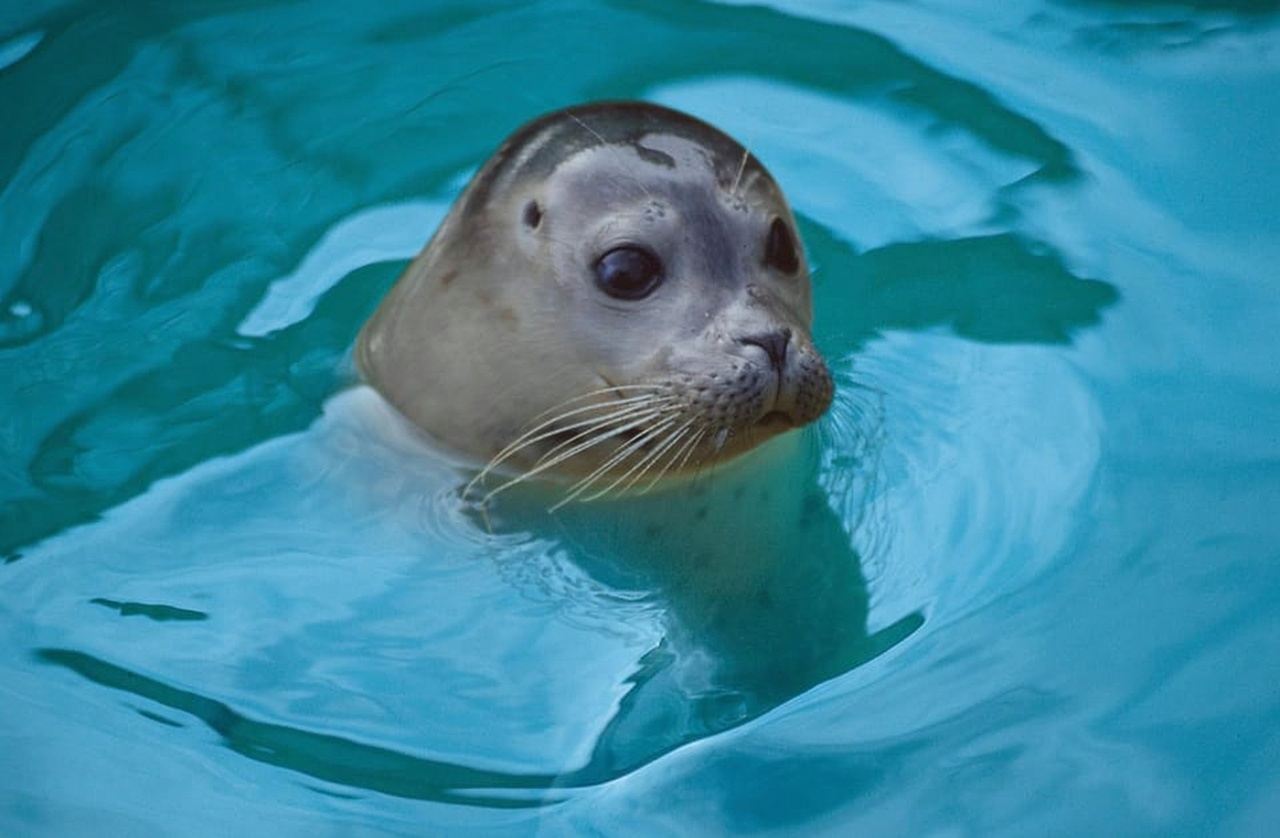 Blankenberge: SEA LIFE Entry Ticket