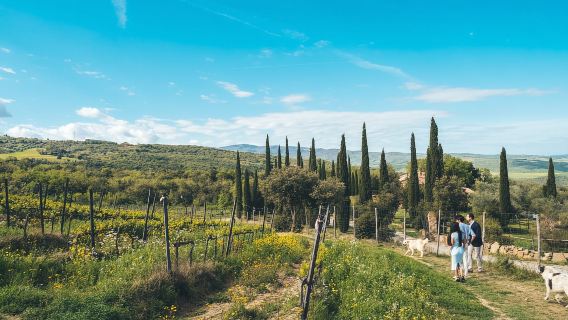 Val d'Orcia: degustazione di vini e cibo in un podere