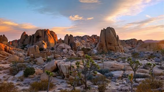 洛杉磯約書亞樹國家公園+空中旋轉纜車一日遊【中文司機】