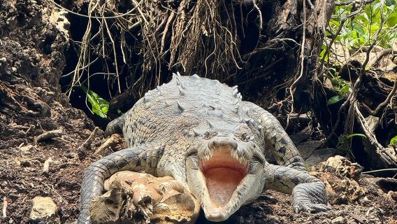 Avventure nel Parco Nazionale di Tortuguero (Canoa, punto panoramico, escursione)