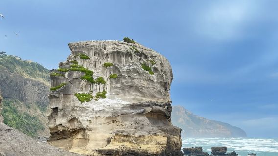 新西蘭奧克蘭｜伊甸山+奧克蘭大學+鳥島+小黑子沙灘 包車遊