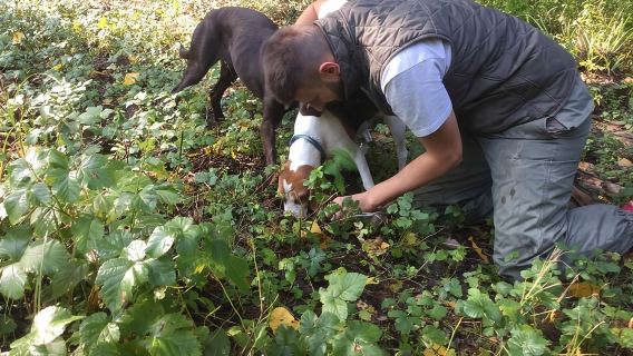 Truffle hunting adventure