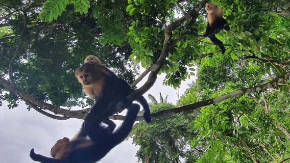 7 Hours Monkey Island and Nature Walk at Soberania National Park