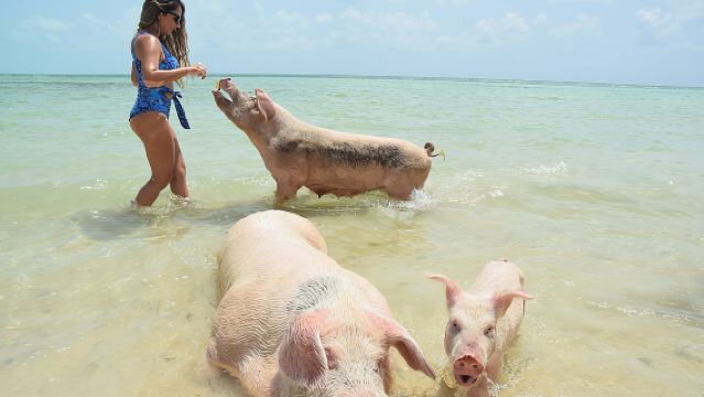 Swimming with Pigs in Nassau, Transportation Included