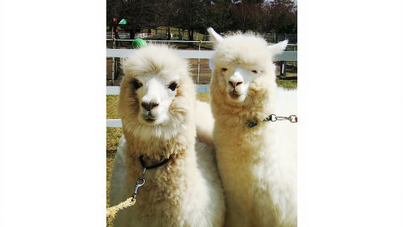 大山トム・ソーヤ牧場