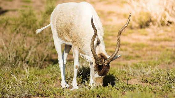 Souss-Massa National Park guided tour with pickup