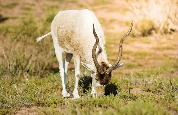 索斯馬薩國家公園導賞團連接送服務