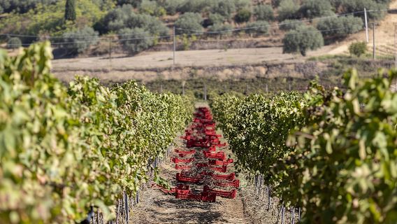 Tenuta Valle delle Ferle Wine and Food Tasting in Caltagirone
