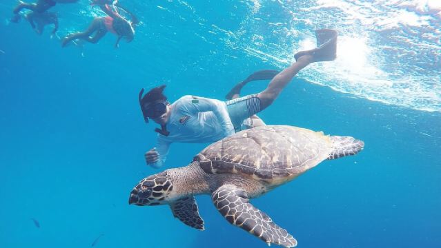 ทัวร์ดำน้ำตื้น Cozumel: Palancar, Columbia และ El Cielo Reefs