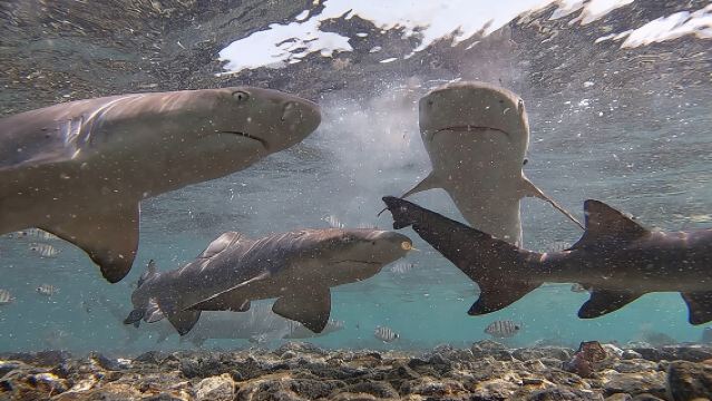 Santa Maria, Salt Lake: All-inclusive-Angebote für Salt Lake, Blue Eye und Shark Bay