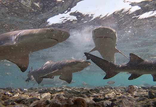 Santa Maria, Sal: All inclusive Salt Lake, Blue Eye and Shark Bay