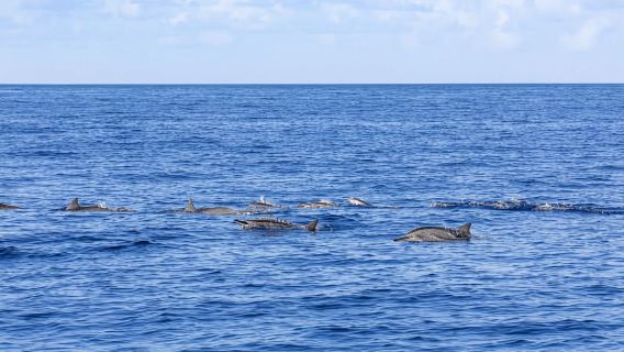 Mauritius dolphin and whale watching speedboat tour