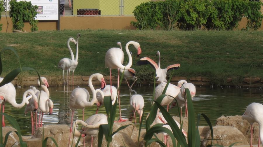 利雅得法沙利亞塔+Riyadh Zoo+圖拉伊夫+Wadi Hanifah一日遊