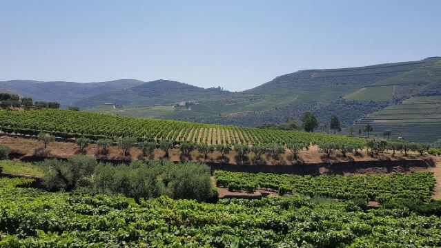 Douro Valley Wine Tour: 3 Vineyard Visits, Wine Tastings, Lunch