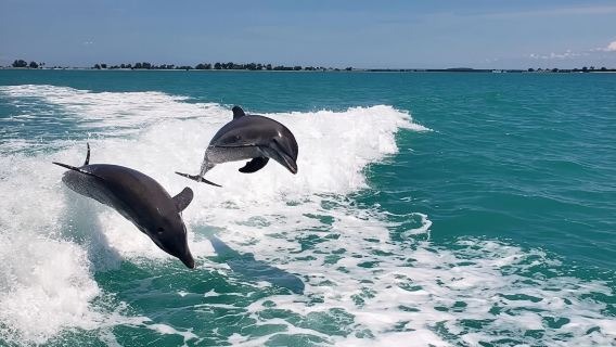 Clearwater Beach: Delfin-Ausflug – Flippers Fun Boat