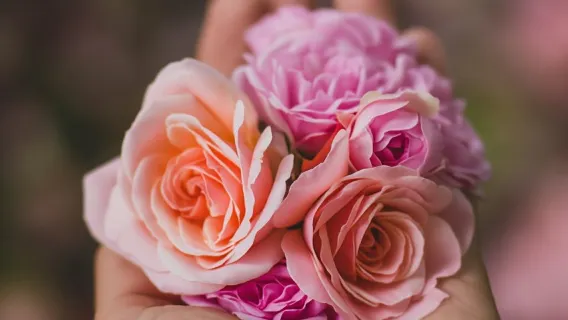 Quito: Roses, Cheese & Volcano View Cotopaxi Day Tour