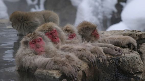 From Tokyo: Snow Monkey 1 Day Tour with Beef Sukiyaki Lunch