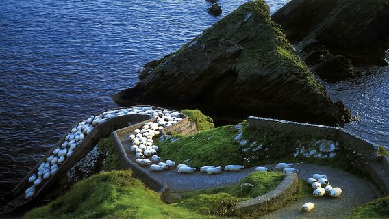 Từ Killarney: Chuyến đi trong ngày đến Dingle