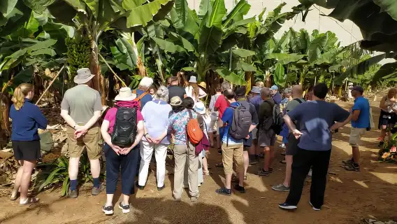 Tenerife: Finca Las Margaritas Banana Plantation Experience
