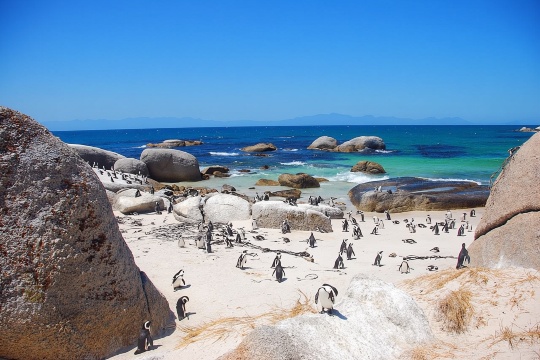 新西蘭奧瑪魯藍企鵝保護企鵝歸巢日/夜遊【可選普通/貴賓看台】