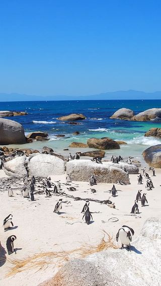 Oamaru blue penguin parade viewing experience in New Zealand [optional daytime/nighttime | VIP seating available]