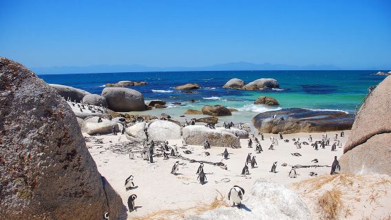 Centro de Conservación de Pingüinos Azules de Oamaru, Nueva Zelanda: excursión nocturna del regreso de los pingüinos [Grada general/VIP opcional]