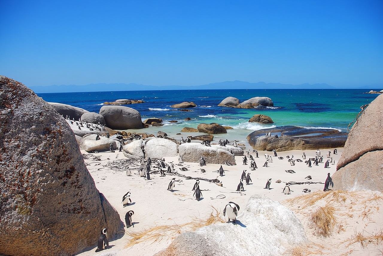 新西蘭奧瑪魯藍企鵝保護企鵝歸巢日/夜遊【可選普通/貴賓看台】