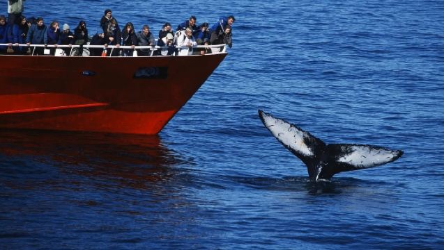Whale Watching Tour - With Transfers