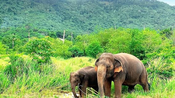 Elephant Nature Care, the largest elephant sanctuary on Koh Samui