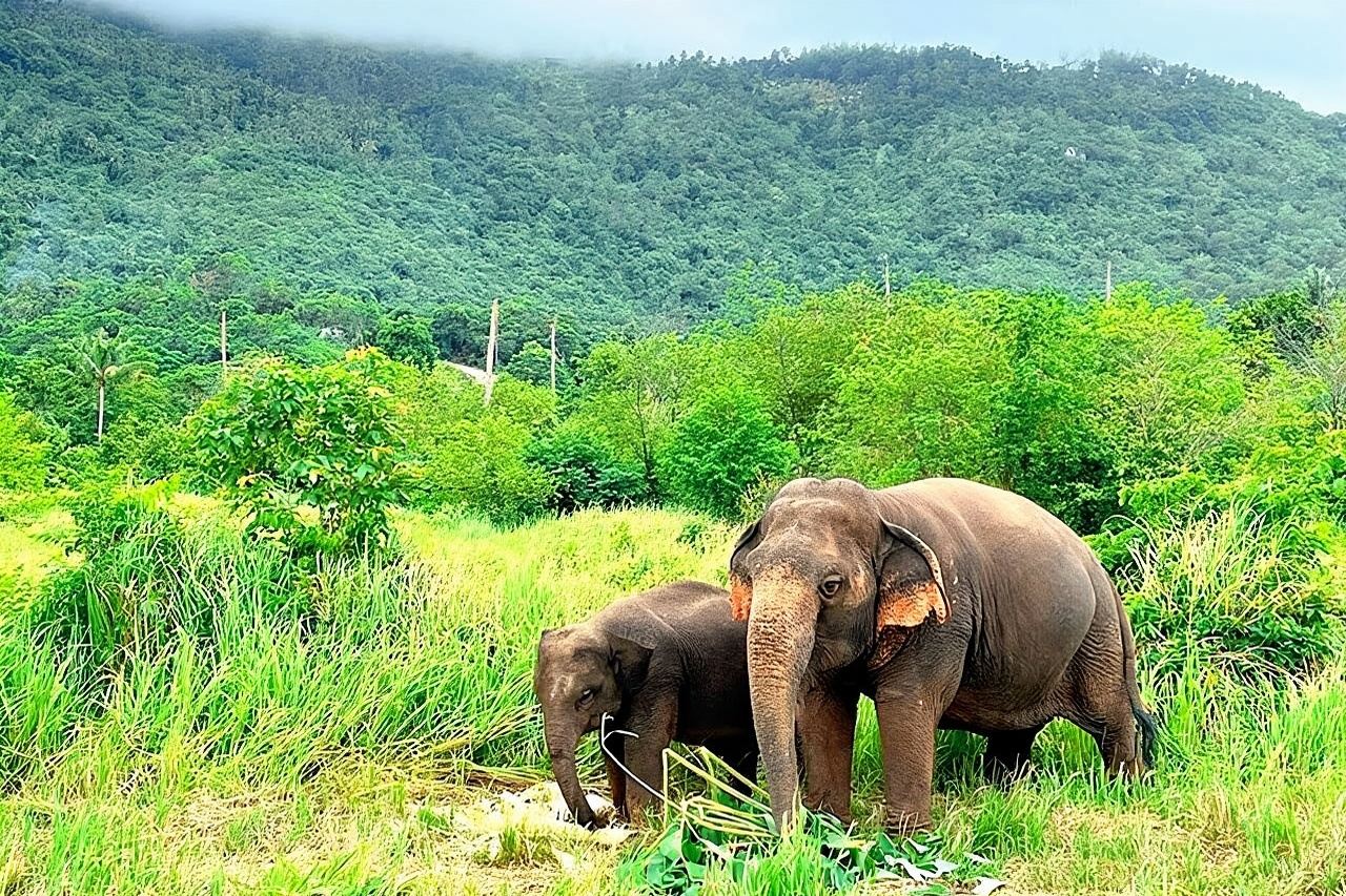 Elephant Nature Care, khu bảo tồn voi lớn nhất trên đảo Koh Samui.