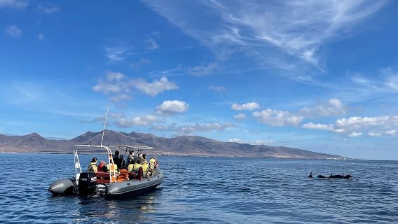 2h Dolphin and Whale Viewing + Snorkeling Tour