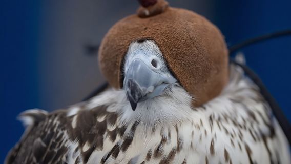 Foto con i falconi all'Abu Dhabi Falcon Hospital|pacchetto opzionale di auto condivisa per il trasferimento da/per gli hotel in centro|Visita alla voliera
