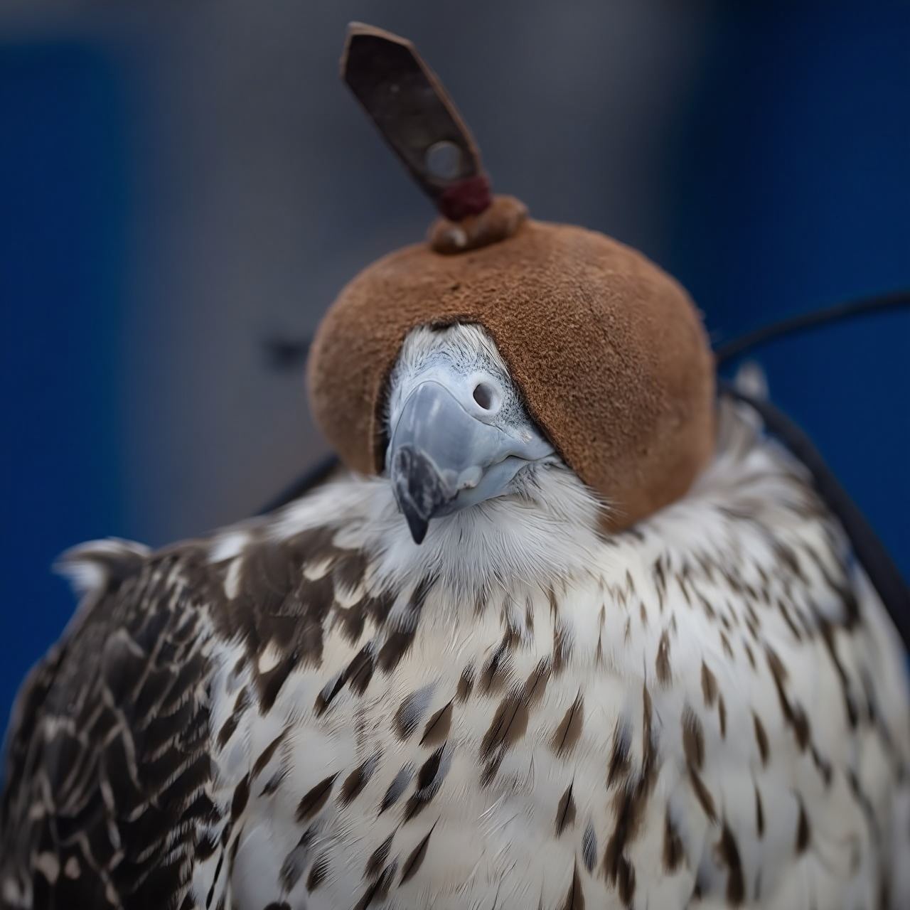 Falcon photo opportunity at Abu Dhabi Falcon Hospital|Optional downtown hotel shared transfer package|Visit the aviary