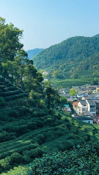 Half-day Meijiawu Tour in Hangzhou: Spring Water Experience|Includes Longjing tea picking + stir-frying + tasting