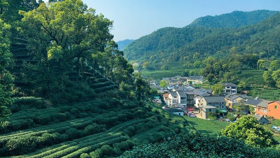 Half-day Meijiawu Tour in Hangzhou: Spring Water Experience|Includes Longjing tea picking + stir-frying + tasting