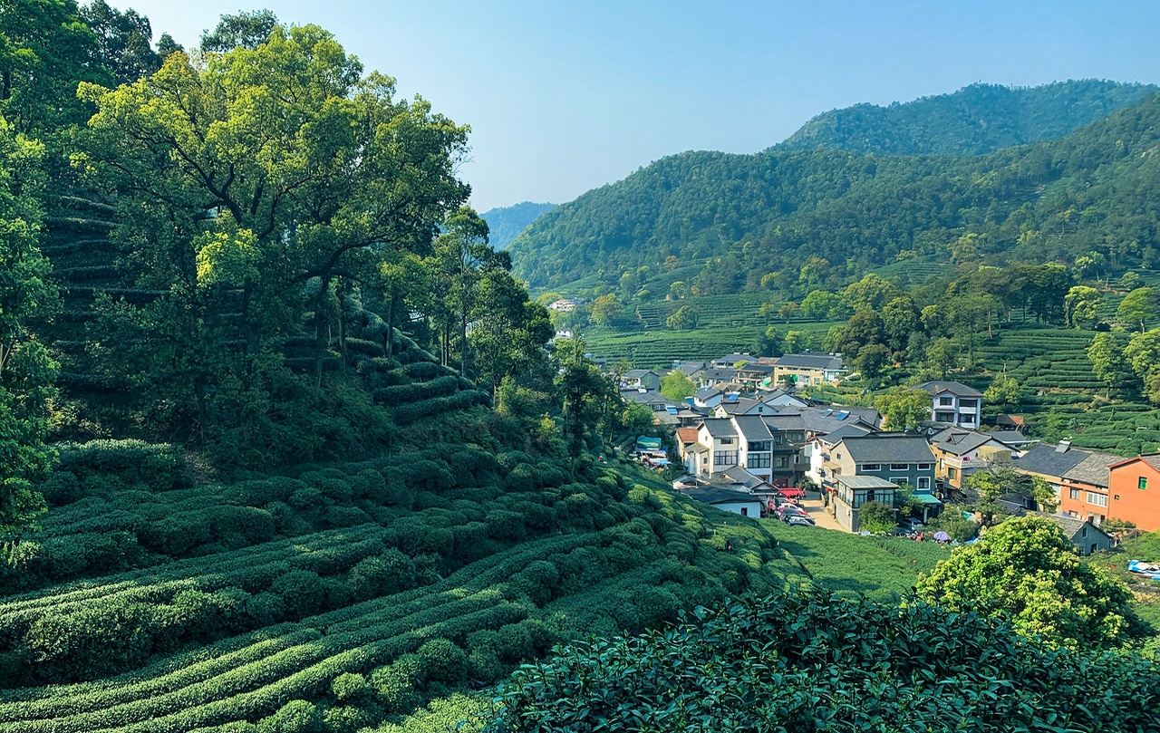 Half-day Meijiawu Tour in Hangzhou: Spring Water Experience|Includes Longjing tea picking + stir-frying + tasting