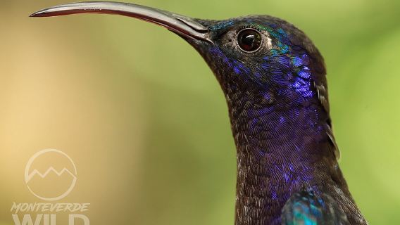 Tour di birdwatching nella foresta nebulare -Monteverde Wild-