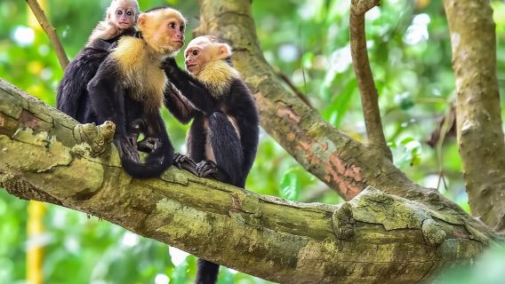 ทัวร์ล่องเรือชมป่าชายเลน - มานูเอล อันโตนิโอ