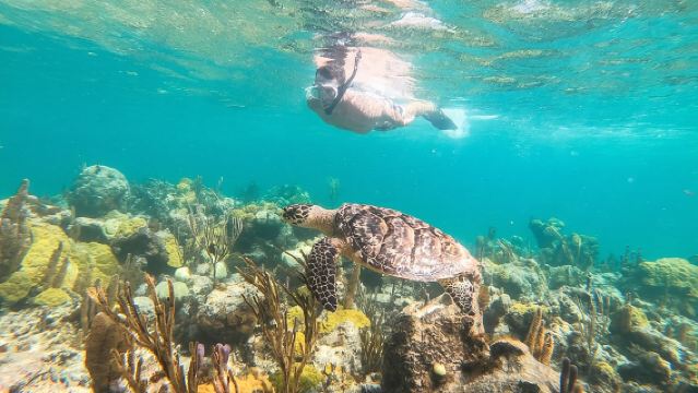 Morning Half Day Cruise from Providenciales with Snorkeling and Iguana Island